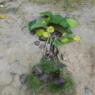 profa-2012-landart-2 Montessori-Schulzentrum Leipzig - Neuigkeiten Oberschule - Unterricht mal anders – Projektfahrt nach Gallentin